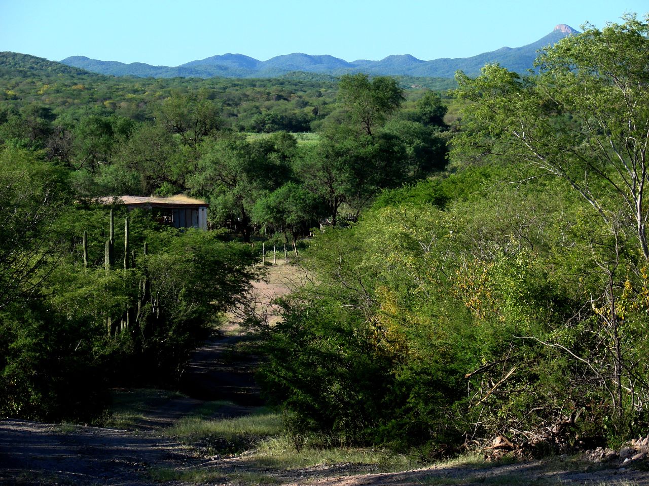 quiriego sonora